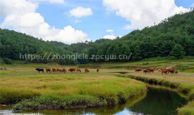 旅游 | 初秋，到双柏九天湿地徒步、露营、赏景-第4张图片-国内旅游_国外旅游_门票预订_露营骑行_酒店民宿_旅游攻略_美食资讯,_车票机票购买_众乐乐旅游网