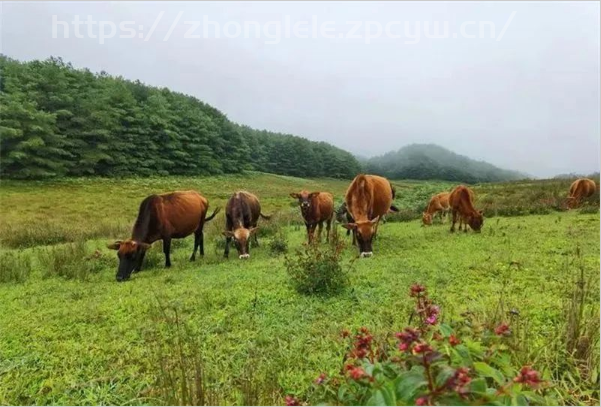 双柏九天湿地，宝藏徒步露营旅行地！-第12张图片-国内旅游_国外旅游_门票预订_露营骑行_酒店民宿_旅游攻略_美食资讯,_车票机票购买_众乐乐旅游网