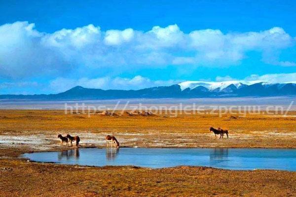 可可西里有多可怕 可可西里可以去旅游吗