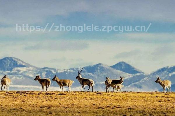 可可西里有多可怕 可可西里可以去旅游吗-第2张图片-国内旅游_国外旅游_门票预订_露营骑行_酒店民宿_旅游攻略_美食资讯,_车票机票购买_众乐乐旅游网